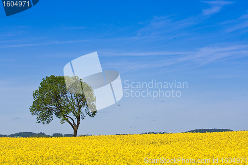 Image of rape field