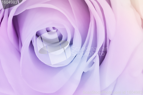 Image of multicolor rose