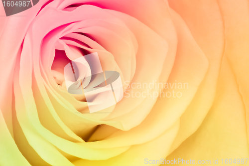 Image of multicolor rose