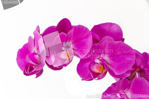 Image of pink orchid