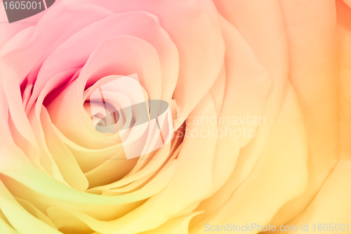 Image of multicolor rose