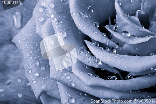 Image of blue rose