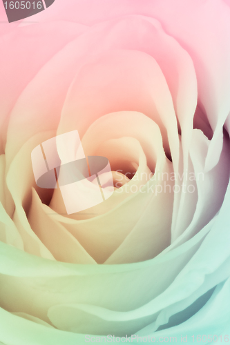 Image of multicolor rose