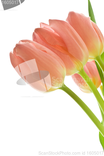 Image of orange tulips