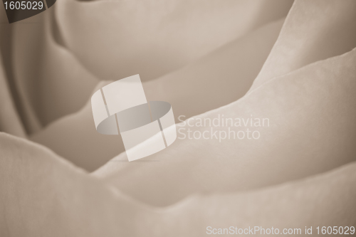 Image of white rose macro