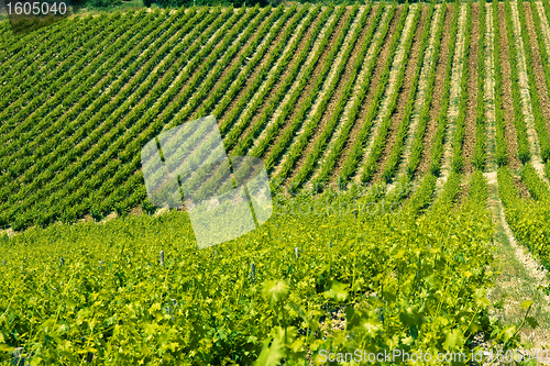 Image of Typical Tuscan landscape