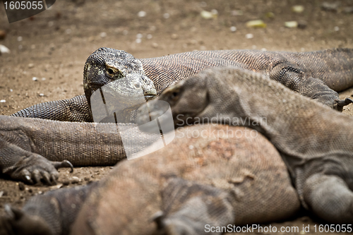 Image of komodo dragon in natural habitat