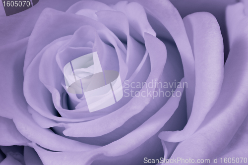 Image of violet rose close up