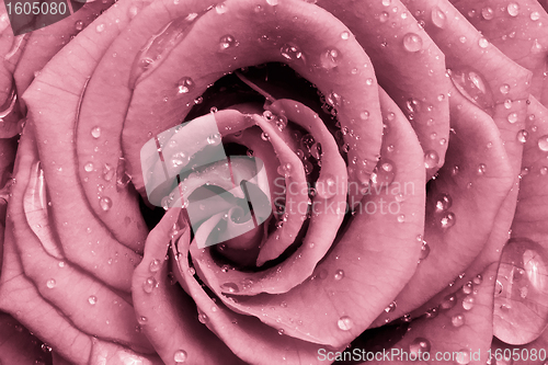 Image of pink rose