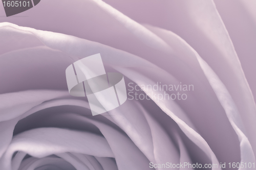 Image of rose macro