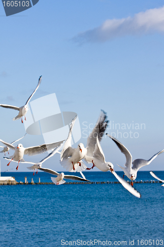 Image of seagulls at pier