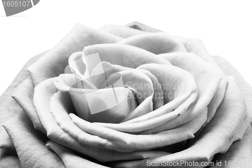 Image of white rose