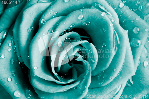 Image of rose petals