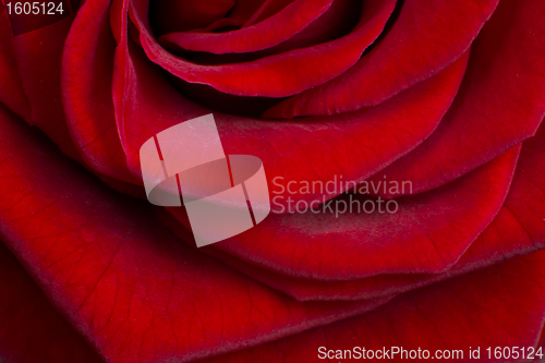 Image of red rose