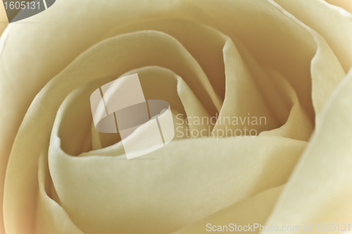 Image of white rose macro