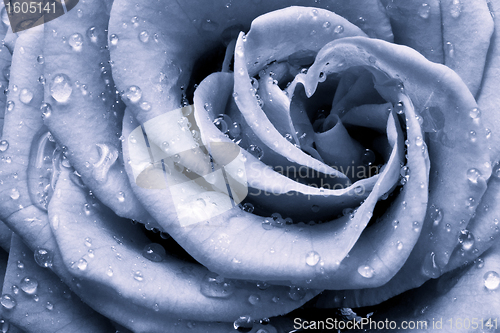 Image of blue rose