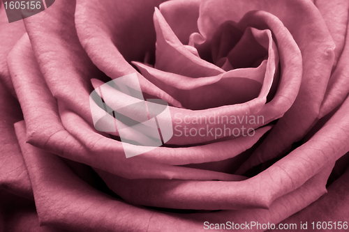 Image of pink rose