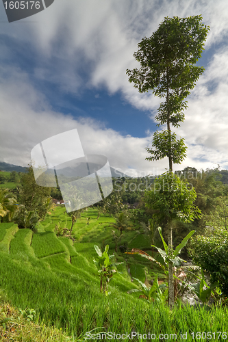 Image of rice fields in Bali, Indonesia