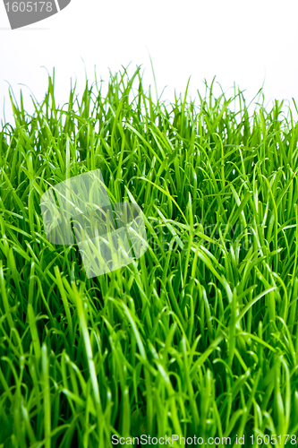 Image of green grass