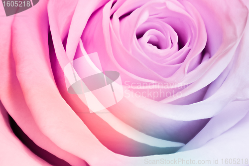 Image of multicolor rose