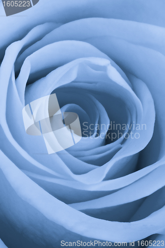Image of blue rose close up