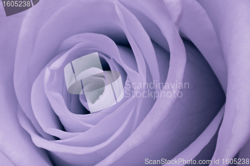Image of violet rose close up
