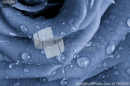 Image of blue rose