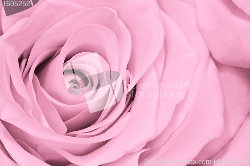 Image of pink rose close up