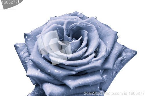 Image of blue rose