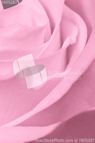 Image of pink rose close up