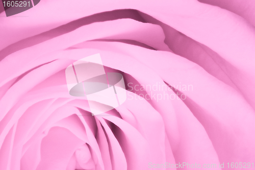 Image of pink rose close up