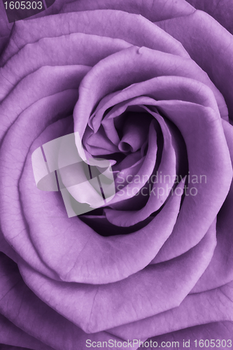 Image of violet rose
