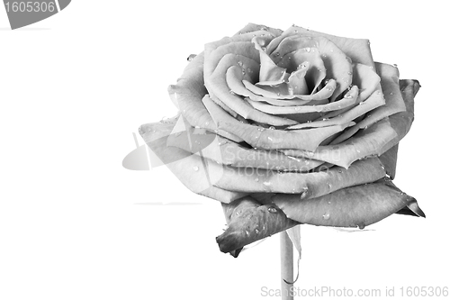 Image of white rose