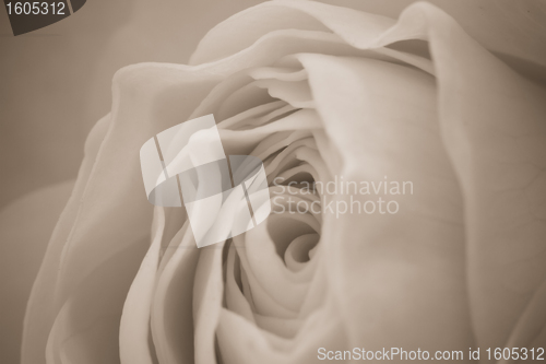 Image of white rose macro