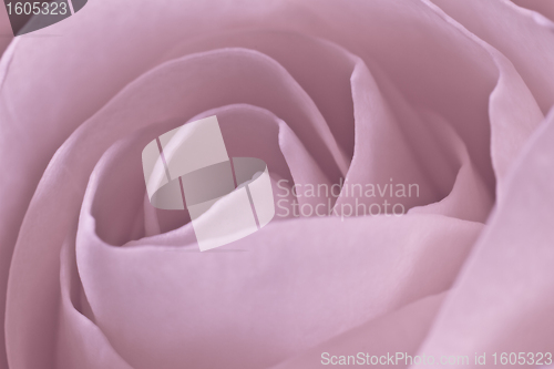 Image of pink rose macro