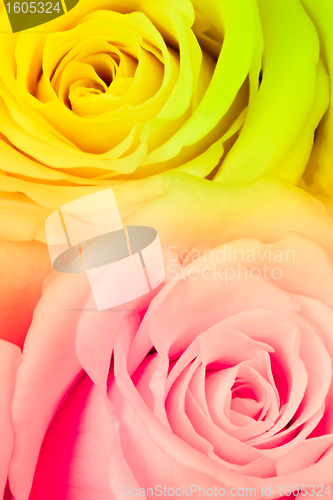 Image of multicolor rose