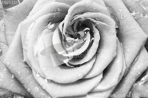 Image of white rose