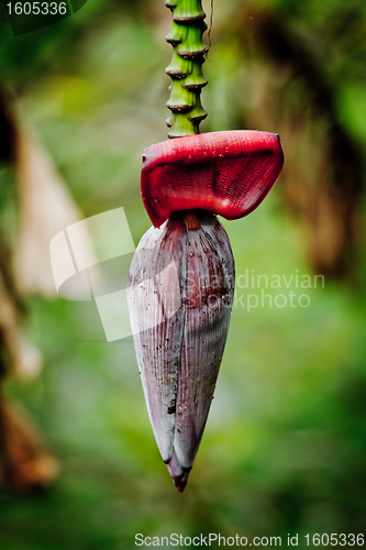 Image of banana plant