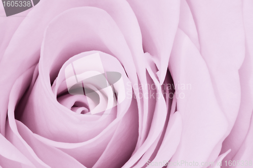 Image of violet rose close up