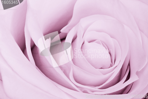 Image of violet rose close up