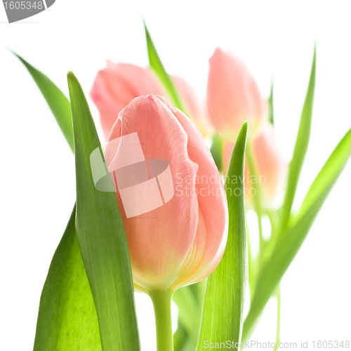 Image of orange tulips