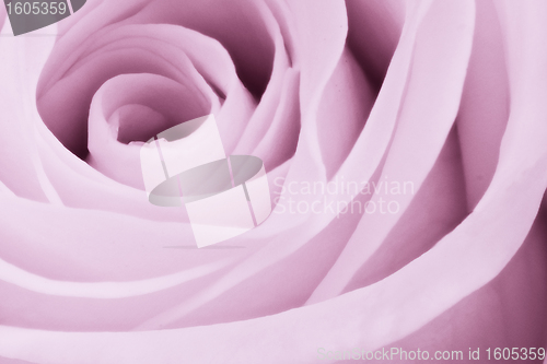 Image of violet rose close up