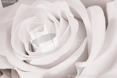 Image of white rose close up