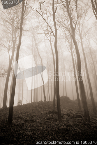 Image of misty forest