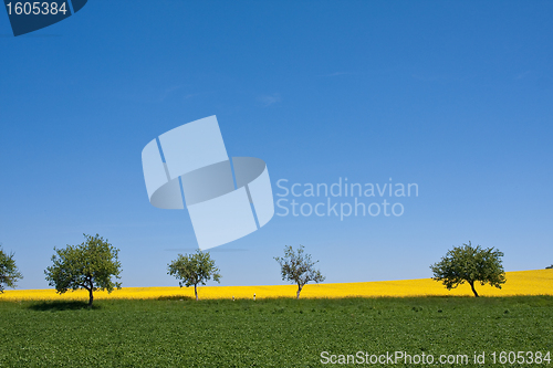 Image of rape field