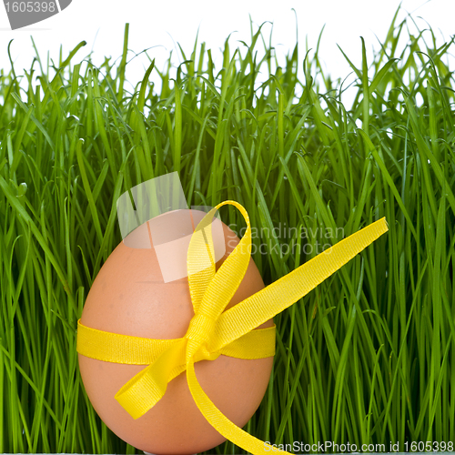Image of easter egg and grass