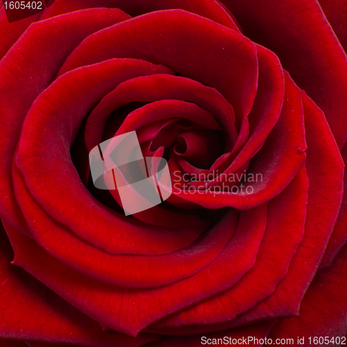 Image of red rose