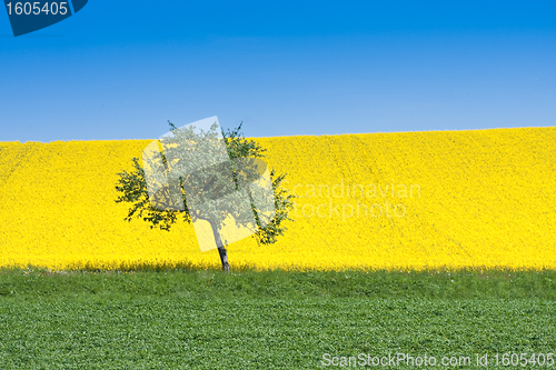 Image of rape field