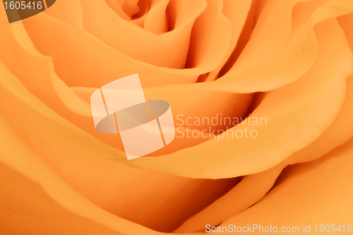Image of orange rose close up