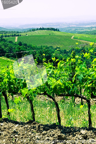 Image of Typical Tuscan landscape